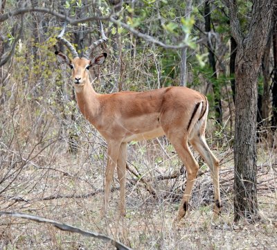 Impala