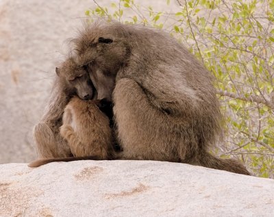 Baboon family