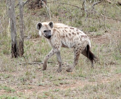 Hyena