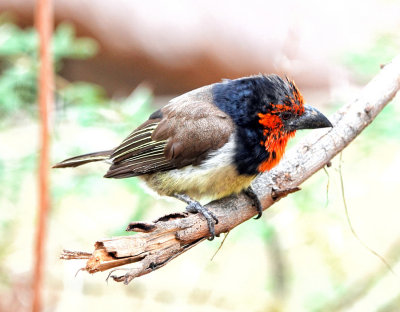 A Black-collared Barbet