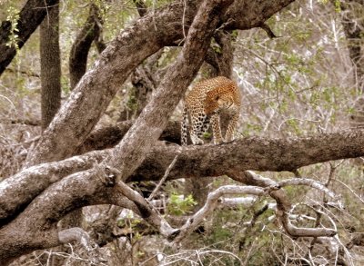 First Leopard sighting