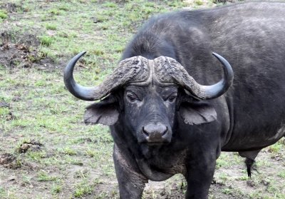 Cape Buffalo