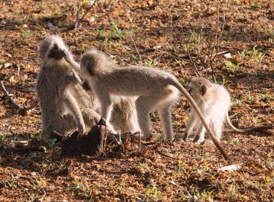 Vervet Monkeys