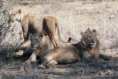 This little family was resting after a killing a few feet away.