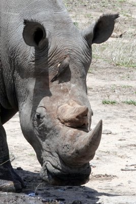 Rhino with Oxpecker bird