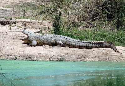 Nile Crocodile