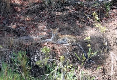 Second leopard sighting - this guy was about 150 yards away, and really difficult to spot at first