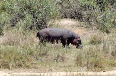 The only out-of-water Hippo sighting