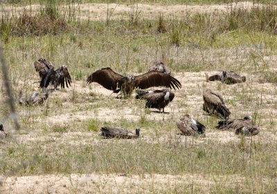 Vultures feeding on scraps