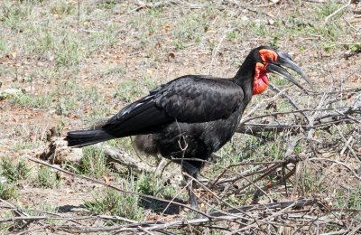 Southern Ground Hornbill