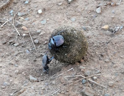 Dung Beetles - the male is pushing the dung ball to softer earth while the female is laying her eggs in the ball