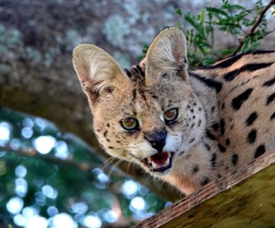 A not happy Serval