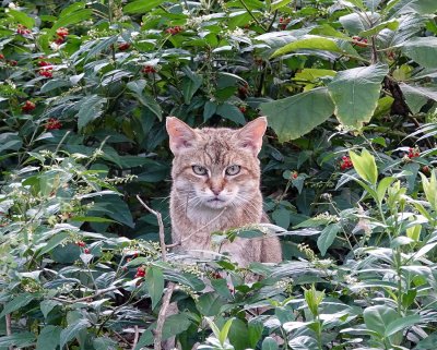 This is Grumpy, an African Wildcat who doesn't seem to play well with others, but posed beautifully for this picture :)
