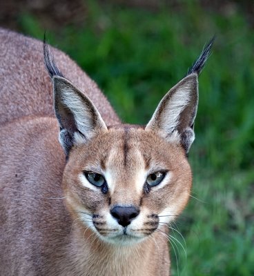 Caracal (Lynx) - The Caracal can leap 10' straight up to catch unsuspecting prey