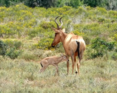 A Kudu and newborn