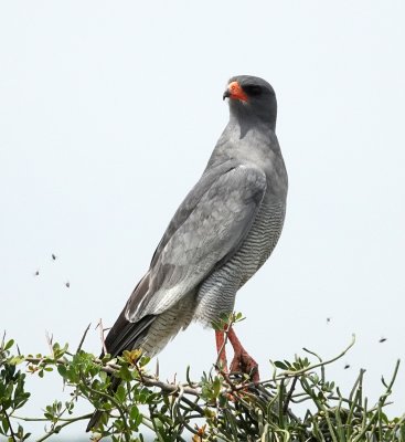 A Pale-chanting Goshawk