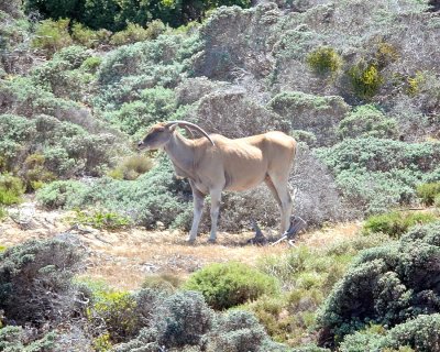 This is an Eland, with apparently genetically deformed horns resulting in curved horns vs. straight ones