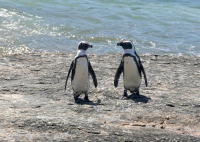 Little known, South Africa has penguins known as African Penquins.  These are part of a colony along the Cape Peninsula.