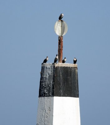 With White-breasted Cormorants