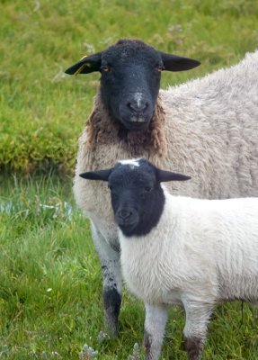 Mother and baby sheep