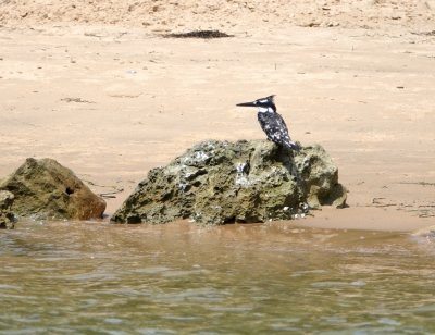 A Pied Kingfisher