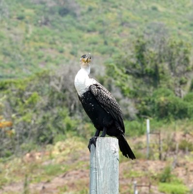 A White-breasted Cormorant