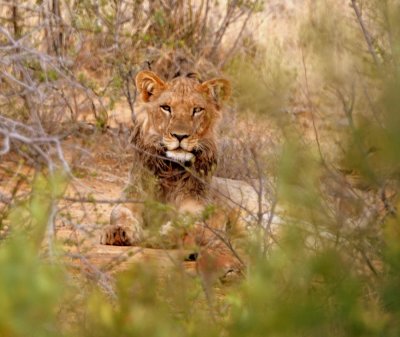 Our first lion sighting of the trip 