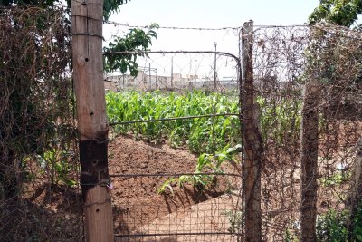 Possibly a community vegetable garden
