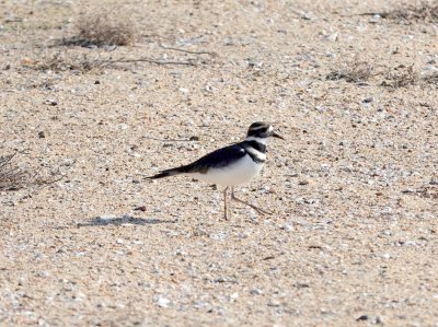 Killdeer