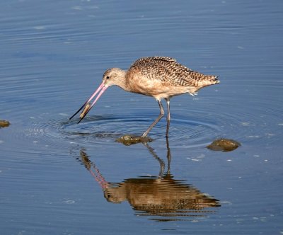 Godwit