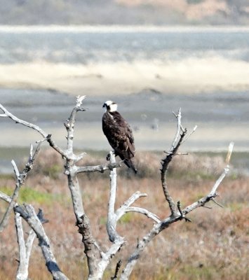 Osprey