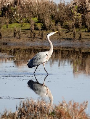 Great Blue Heron strutting its stuff