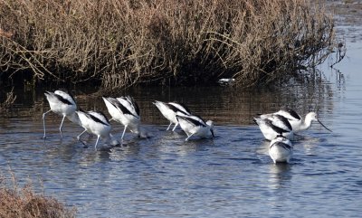 Avocets