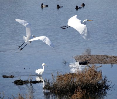 Great Egrets flying over a Snowy Egret