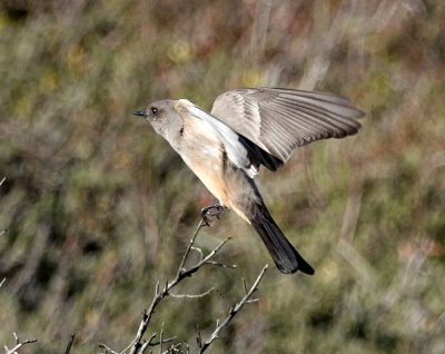 A Say's Phoebe