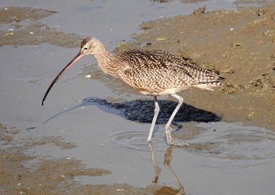 Long-billed Curlew
