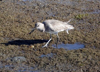 I think this is a non-breeding Willet, but I'm not sure