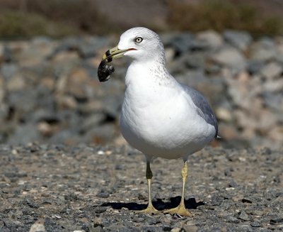 A Ring-billed Gull with a soft shell clam.  The gull flies up about 10' and drops the clam on a hard pavement to open it.