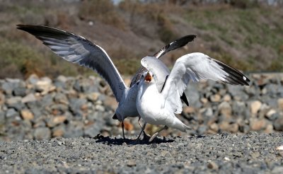 Two gulls squabbling over a clam.  I think the rear one just gave the front one a good peck on the neck.