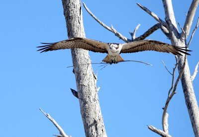 Going somewhere with his stick