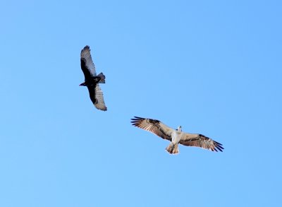 At first I thought the Osprey was going after the vulture, but it looks like they were just playing