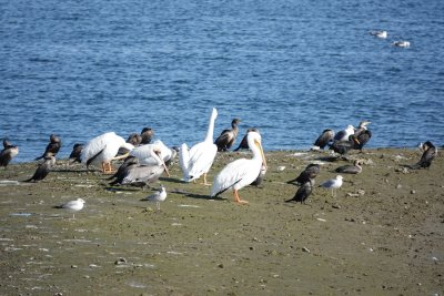 A community gathering of pelicans, cormorants, gulls, sandpipers, and maybe others