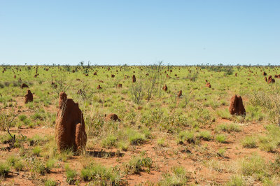 _Omnipresent termite mounds