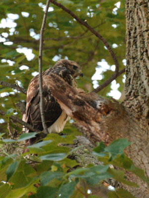 Dads Hawk 2017_06_22 03.jpg