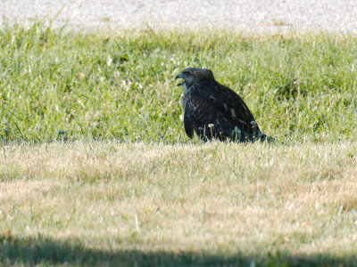 Dads Hawk 2017_06_22 06.jpg