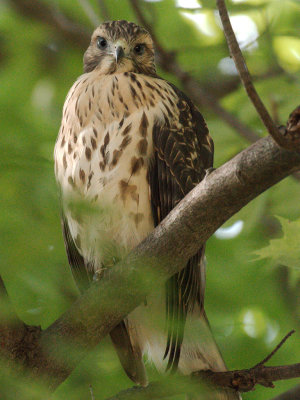 Dads Hawk 2017_06_22 08.jpg