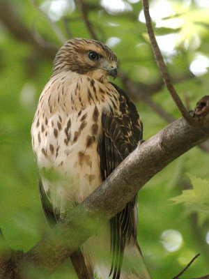 Dads Hawk 2017_06_22 10.jpg