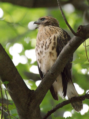 Dads Hawk 2017_06_22 11.jpg