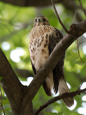 Dads Hawk 2017_06_22 13.jpg