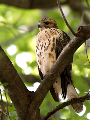 Dads Hawk 2017_06_22 14.jpg